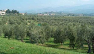 Olivi