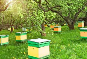 La Regione a sostegno dell’apicoltura