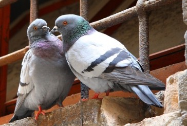 Chianciano: ordinanza contro i piccioni