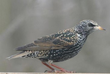 FI presenta una interrogazione sul “bird control”