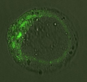In verde è evidenziata l’espressione del regolatore Snai1 nelle cellule staminali dell’embrione