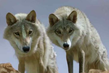Coldiretti: “Lupo: bene il declassamento della specie”
