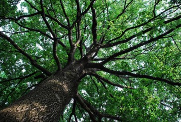 Si abbatte un albero a Ravacciano. Ma i residenti non vogliono