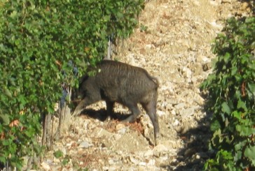 “Rocca di Castagnoli: continuano i danneggiamenti ai vigneti”