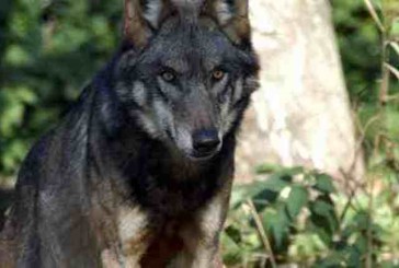 Attacchi dei lupi agli allevamenti: occorre una soluzione urgente