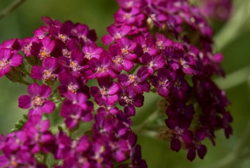 Terme di Chianciano Garden Festival: ecco i finalisti