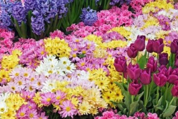 Torna Siena in fiore con un “salotto” di confronto sul tema del verde