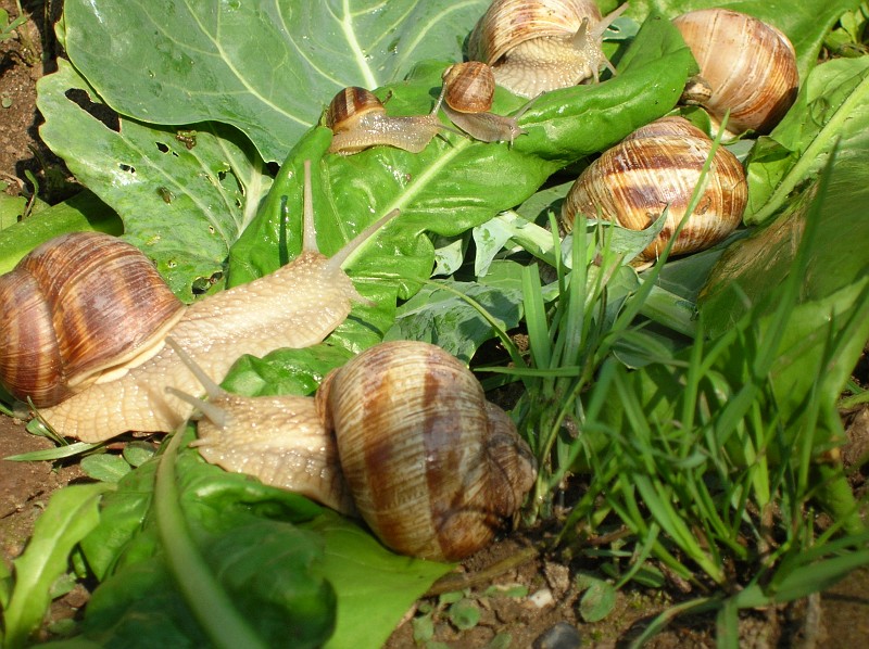 Castelnuovo protagonista a Linea Verde Estate