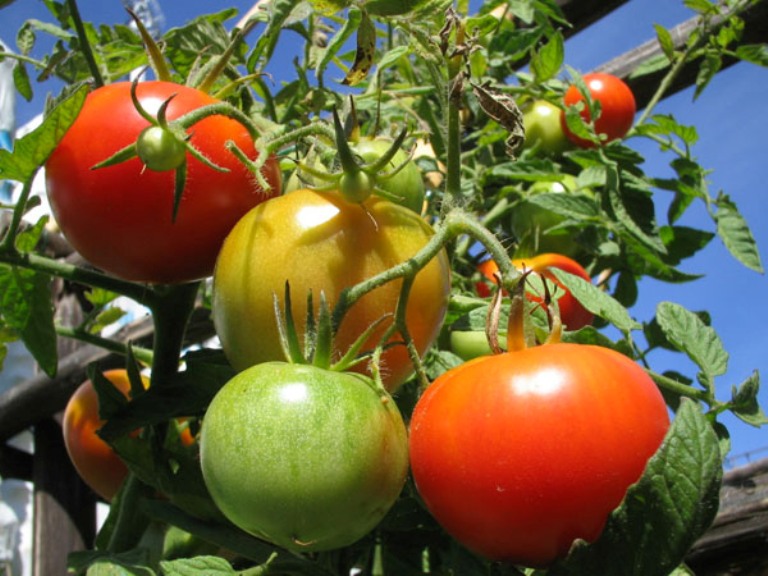 Caldo, Confagricoltura Toscana: “Emergenza pomodoro, riduzioni fino al 30%”