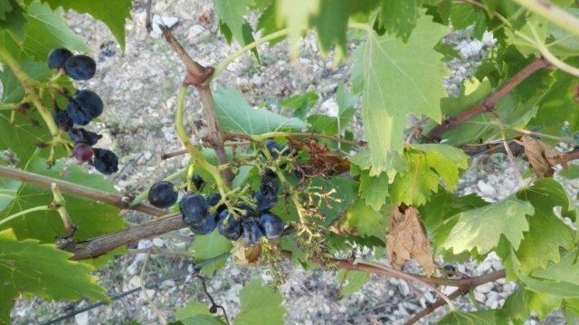 I danni dei cinghiali ai vigneti