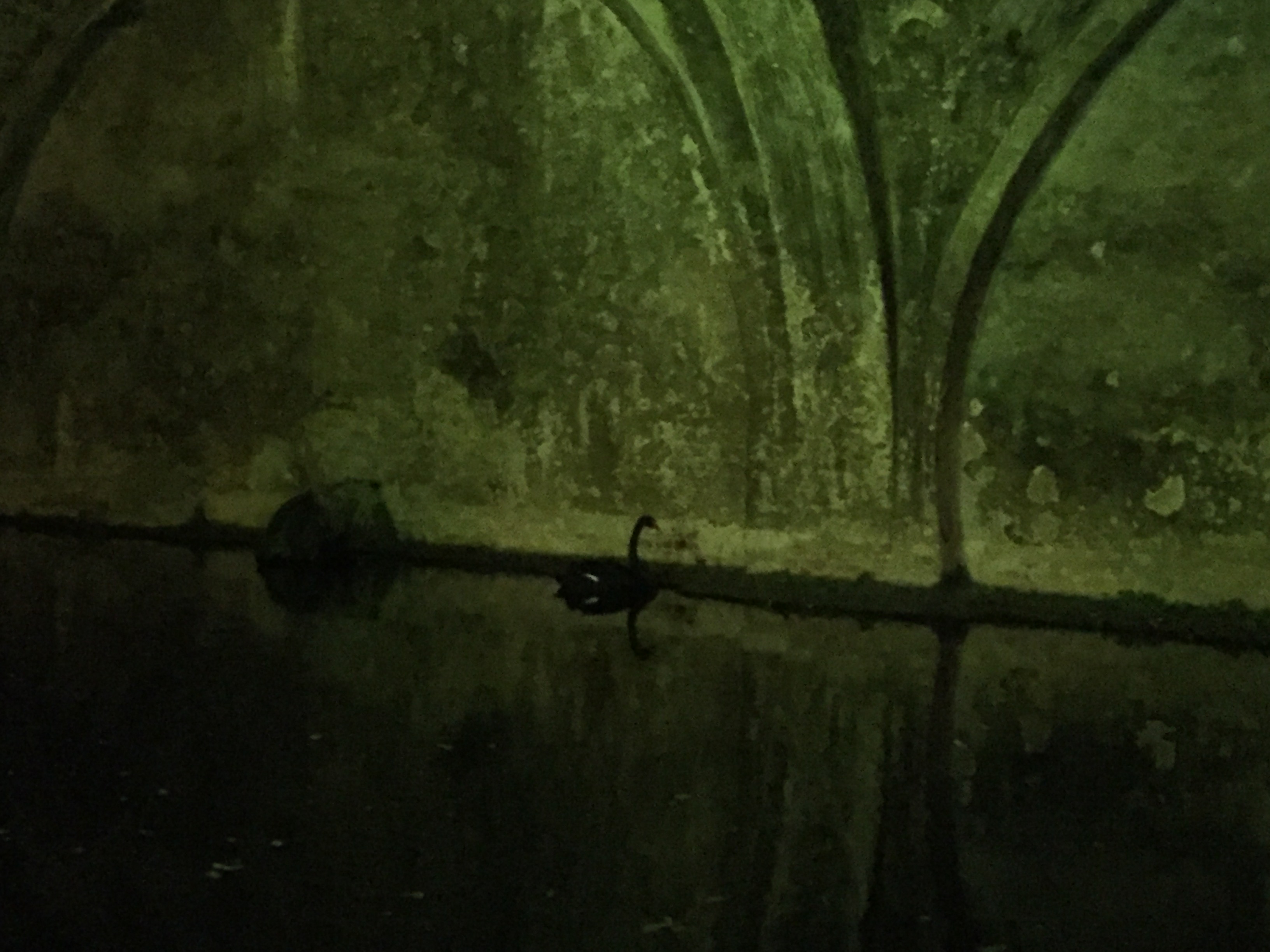 Il cigno nero della Lizza ritrovato in Fontebranda