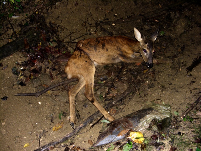 Bracconaggio in Val D’Elsa: capriolo agonizzante in un laccio