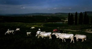 terre di siena_Chianine al pascolo_Val di Chiana