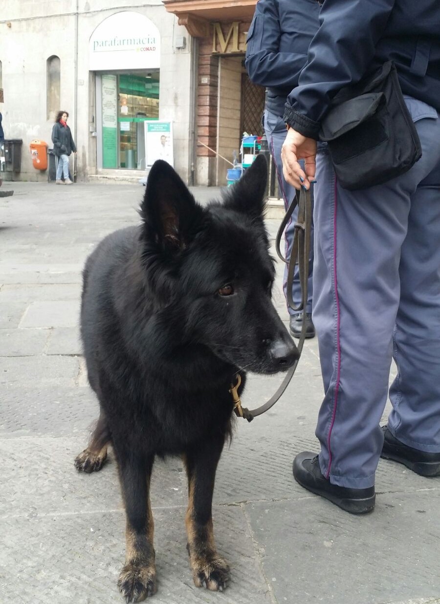 Polizia: controlli antidroga con l’unità cinofila