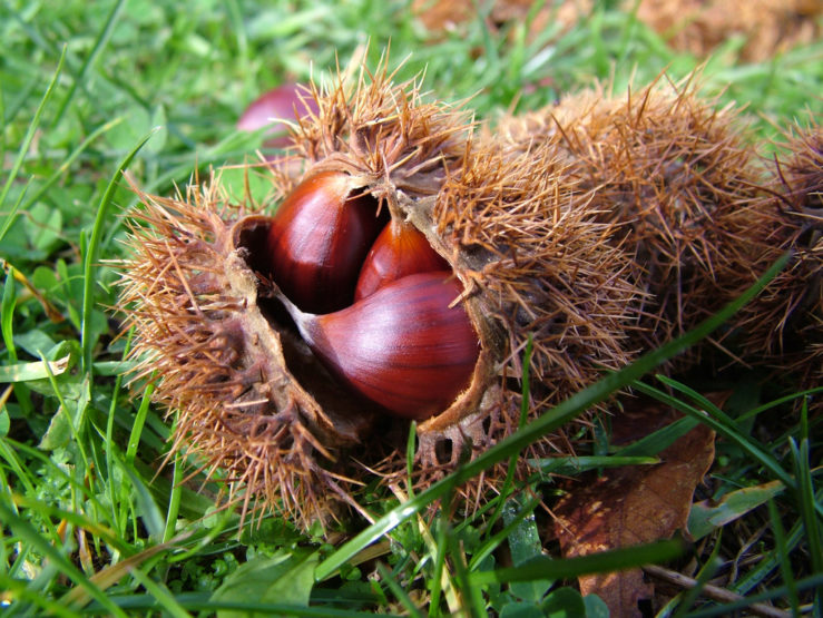 “Castagna in carrozza”: torna l’appuntamento nella Selva