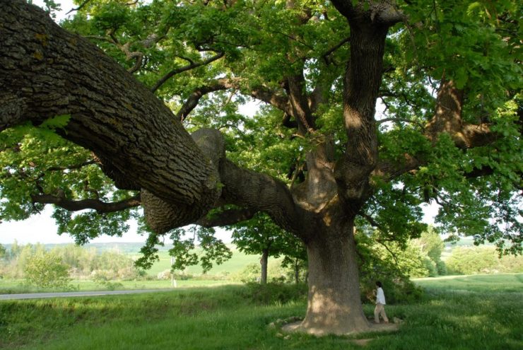 Coldiretti censiti 77 alberi monumentali in Toscana