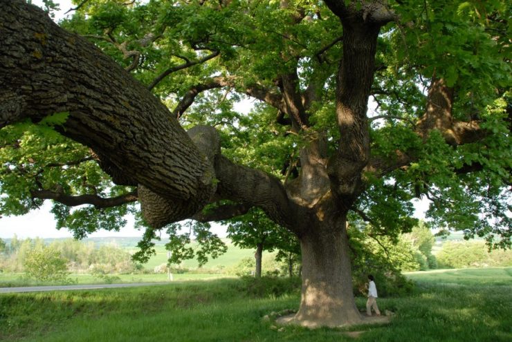 Coldiretti sugli alberi monumentali in Toscana: 77 censiti