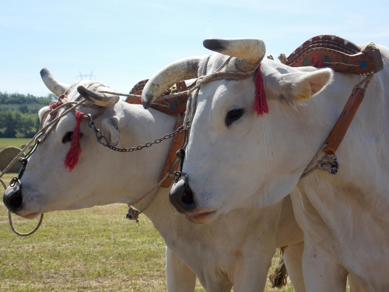 Chianina che passione. Il Gigante Bianco nella Valle d’origine