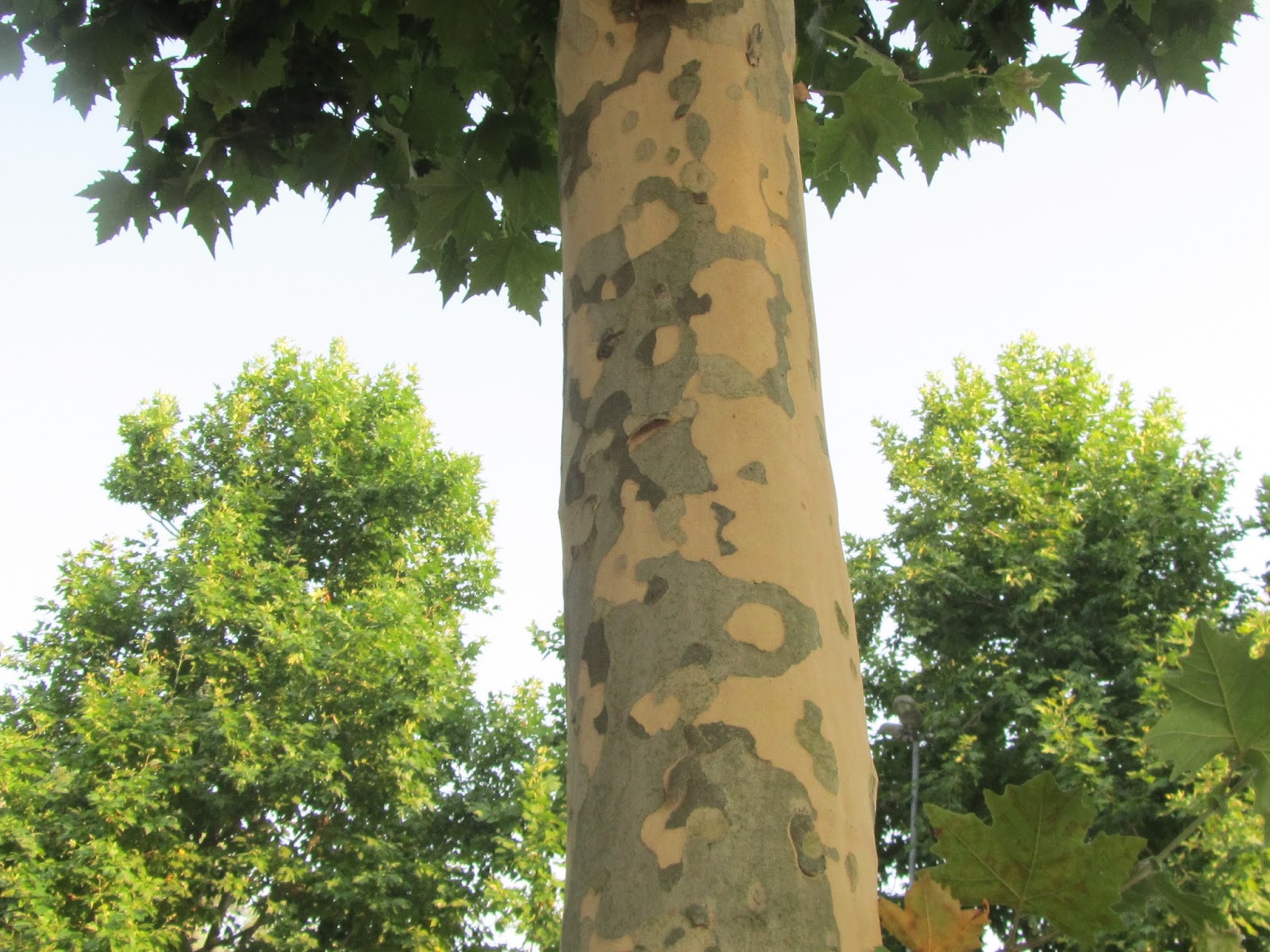 Siena a tutela della salvaguardia del patrimonio arboreo
