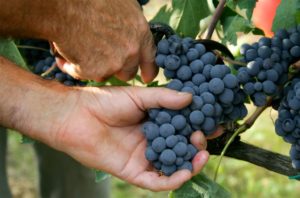 Cantine Aperte in Vendemmia (3)