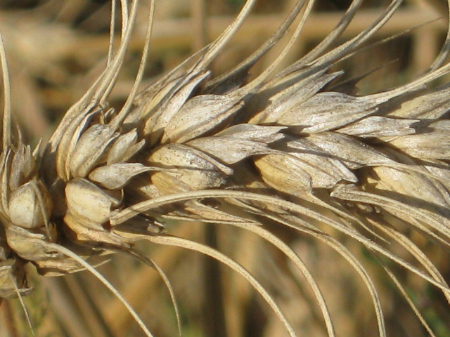 Risorse genetiche vegetali a rischio estinzione: entro luglio il bando 