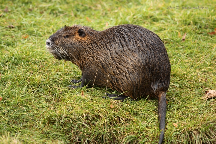 Poggibonsi: vietato dar da mangiare alle nutrie