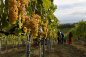 Coldiretti Toscana: “Al via la raccolta delle uve per bollicine Made in Tuscany”