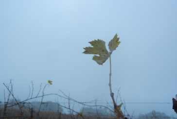 I lieviti buoni sparsi su Montalcino