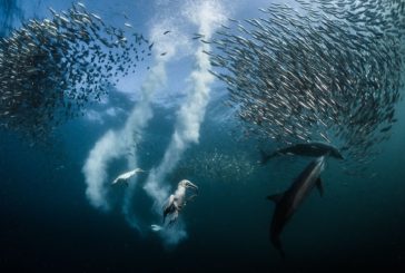 A una foto “subacquea” l’International Photo Awards