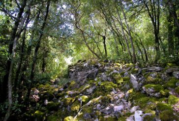 Il bosco come bene paesaggistico: convegno a Marina di Massa