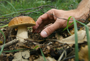 Anziano si smarrisce nel bosco di Iesa