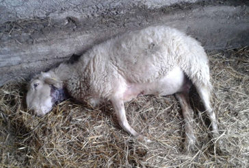 Strage di pecore in Val d’Orcia: allevatori esasperati