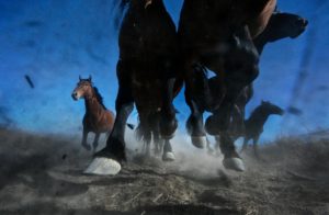 ┬®MelissaFarlow_Thundering Mustangs