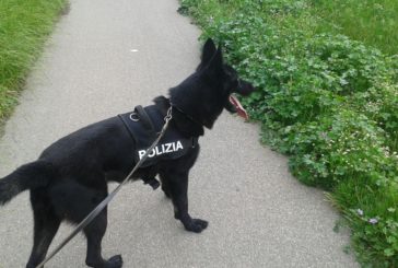 Cani antidroga nelle scuole di Montepulciano