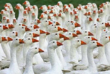 “Per la Lega i senesi sono oche starnazzanti”