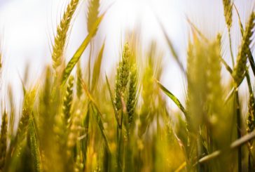 Toscana: aumentano le imprese agricole