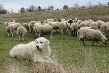 M5S: “Maggior controllo degli animali da lavoro”