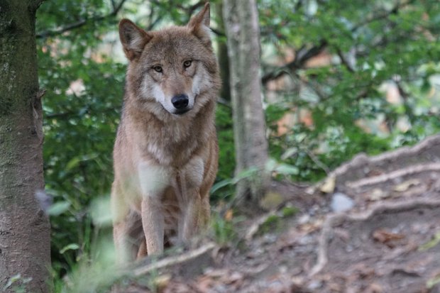 Ragazza seguita da un presunto lupo a Siena salvata da un tassista