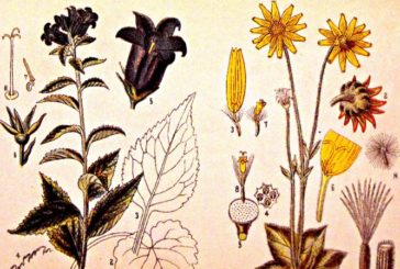 Il potere terapeutico delle piante all’Associazione Archeosofica