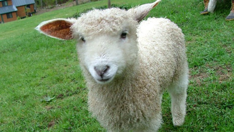 Carne di agnello non solo a Pasqua