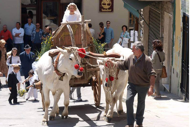 “La valle del gigante bianco”: due settimane dedicate alla chianina