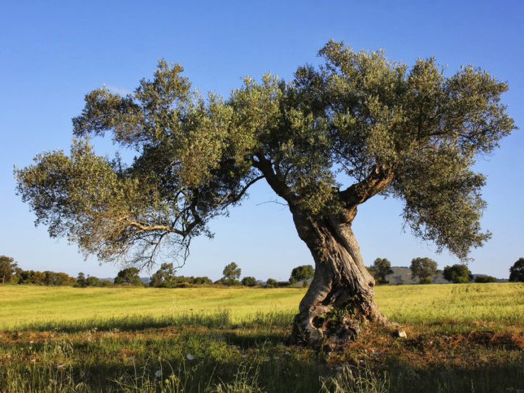 “Camminata tra gli Olivi” rinviata a Rapolano