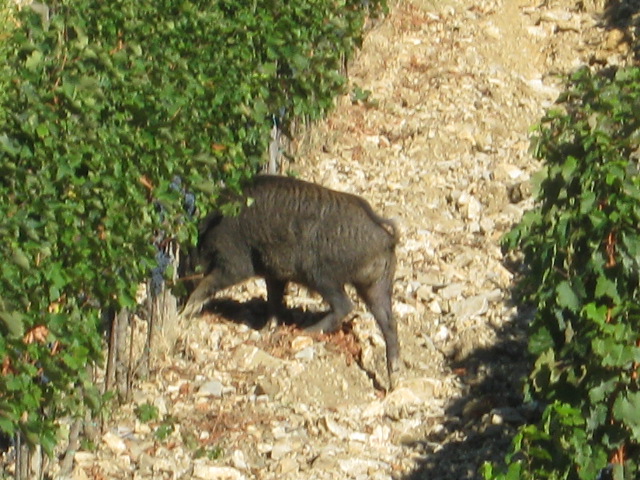 Coldiretti: “Fauna selvatica: la Giunta regionale disattende le promesse”