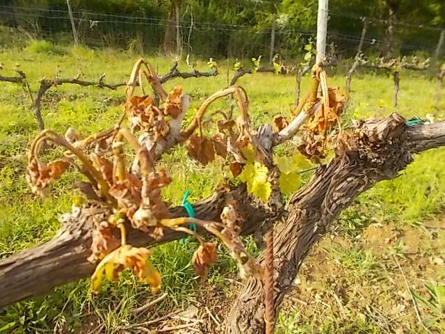 I danni del gelo alle vigne del Chianti Storico
