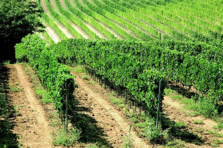 La Regione autorizza l’impianto di 620 ettari di nuovi vigneti