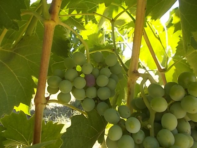 L’uva in anticipo