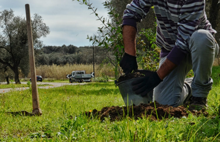 Forestazione: un tavolo di crisi per sostenere le aziende