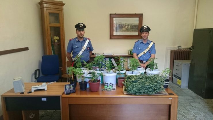 Per passare il tempo coltiva marijuana: arrestato