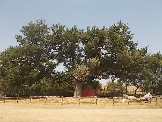 Quercia delle Checche: ad un anno dal crollo