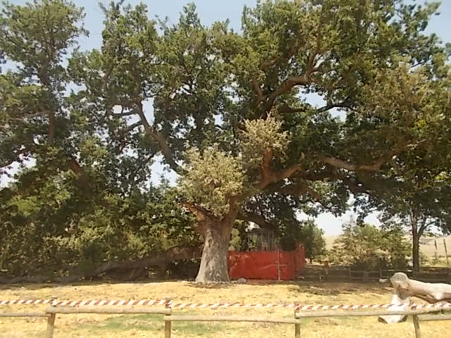 La Quercia delle Checche è un albero monumentale regionale